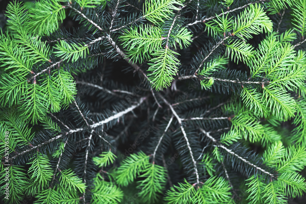 Closeup nature view of green spruce needles on spring twigs