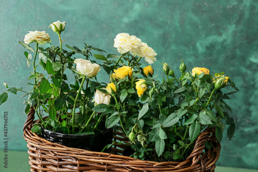 Beautiful roses in basket on color background