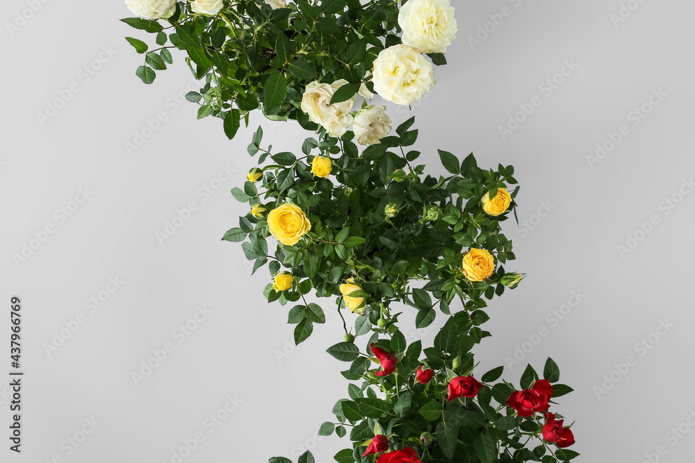 Beautiful roses in pots on light background