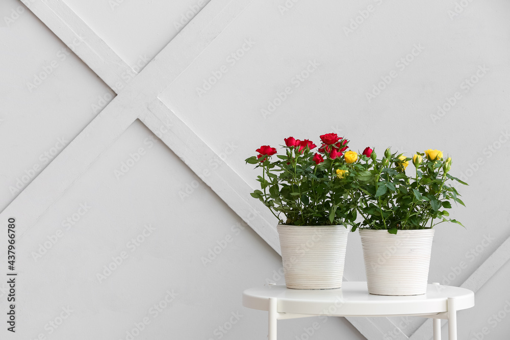 Beautiful roses in pots on table near light wall