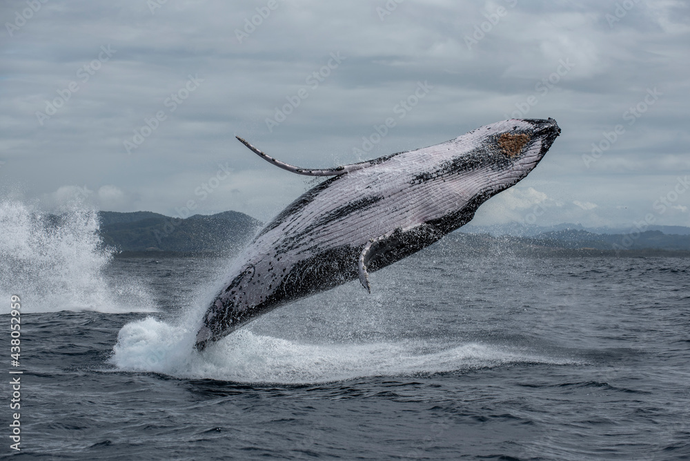 Humpback whale breaching out of water along the east coast of Australia