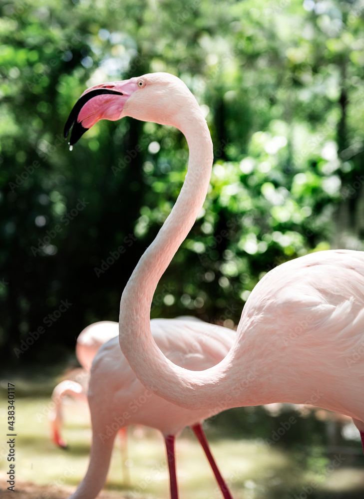 Closeup of pink flamingo bird at the zoo