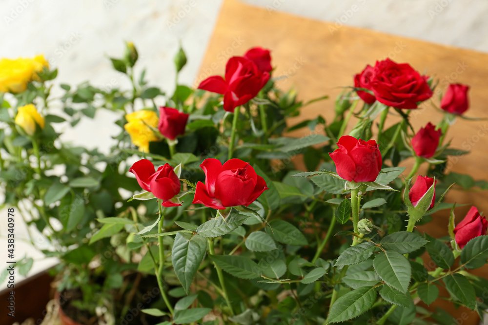 Beautiful roses in box on light background, closeup