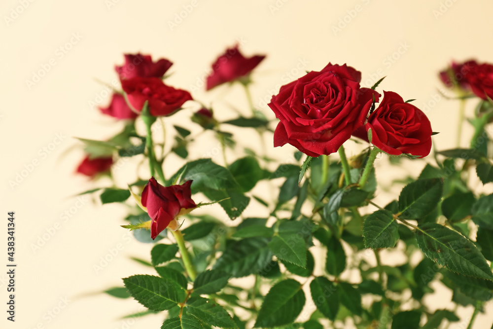 Beautiful red roses on color background, closeup