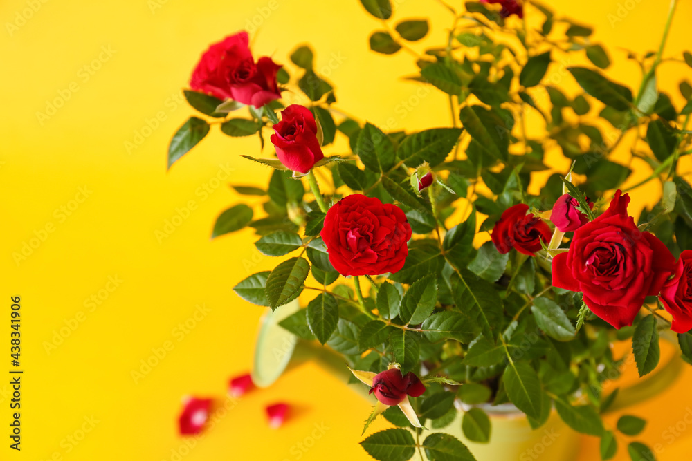 Beautiful red roses on color background, closeup