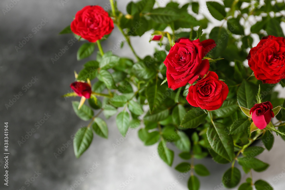 Beautiful red roses on black and white background, closeup