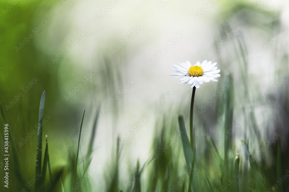 Single daisy flower on spring meadow