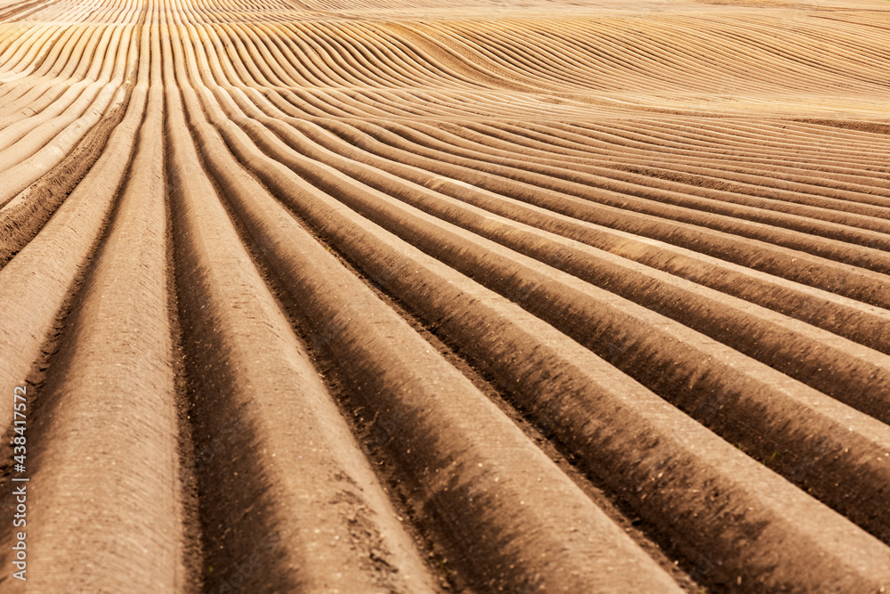 Agricultural field with even rows in the spring