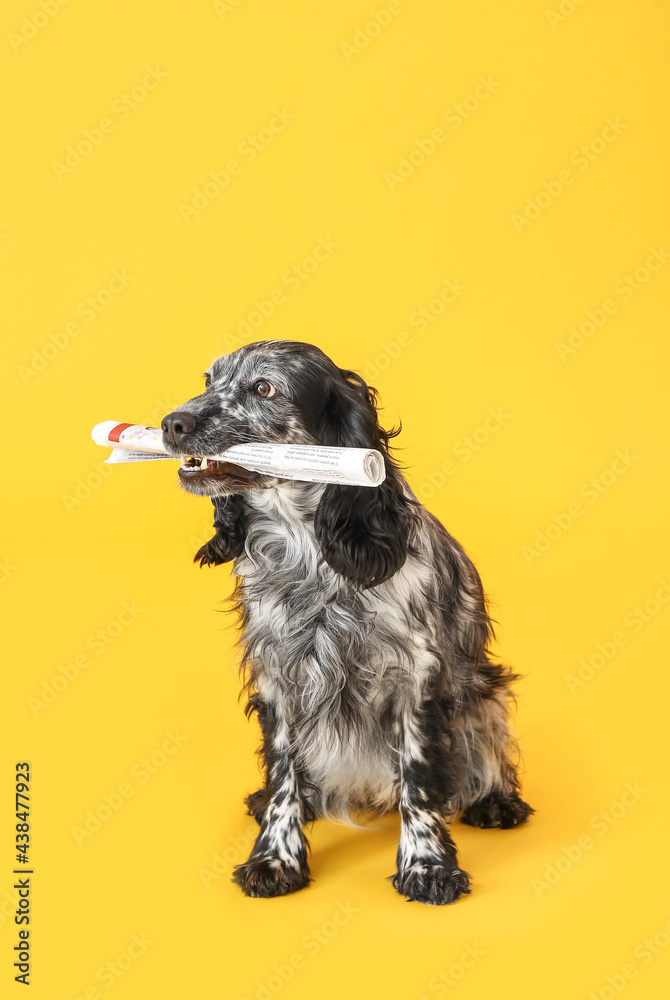 Cute dog with newspaper on color background