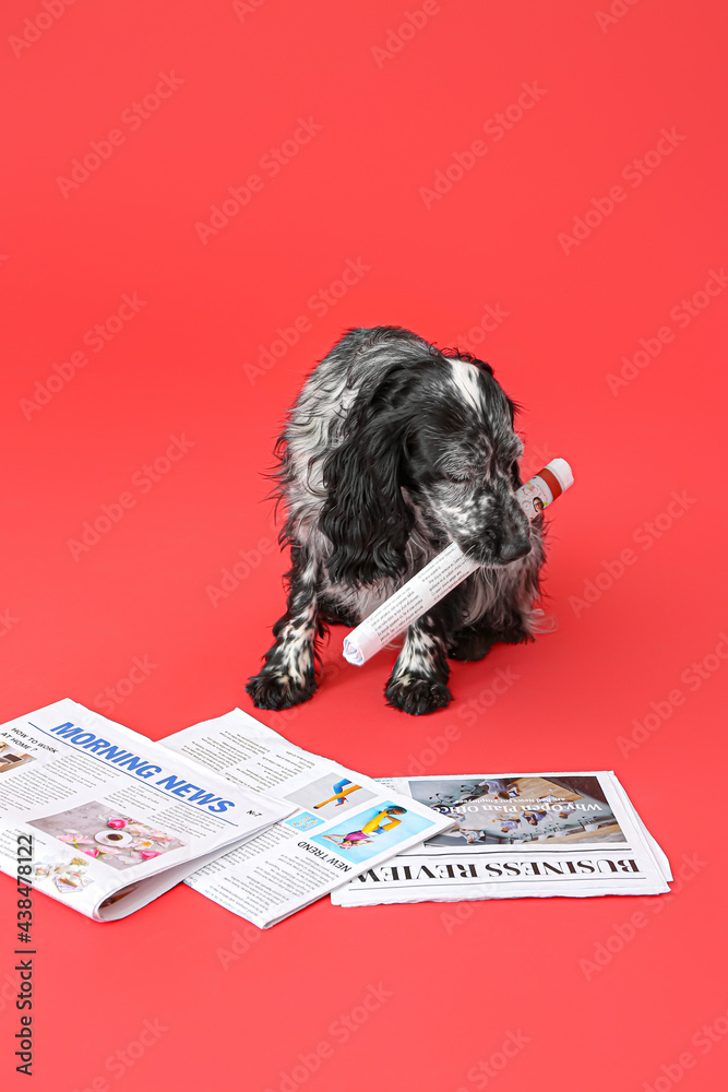 Cute dog with newspaper on color background