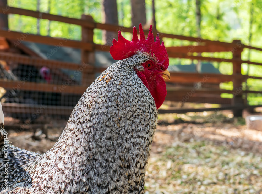 Head of cock. Profile portrait of bird. Close-up.