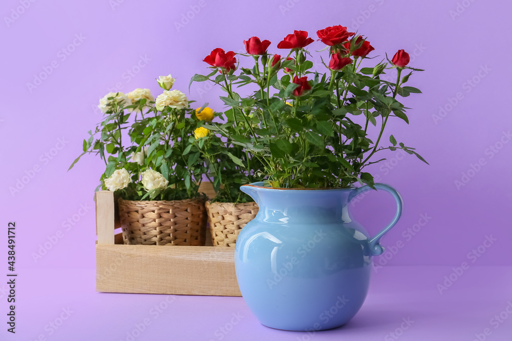 Beautiful roses in pots on color background