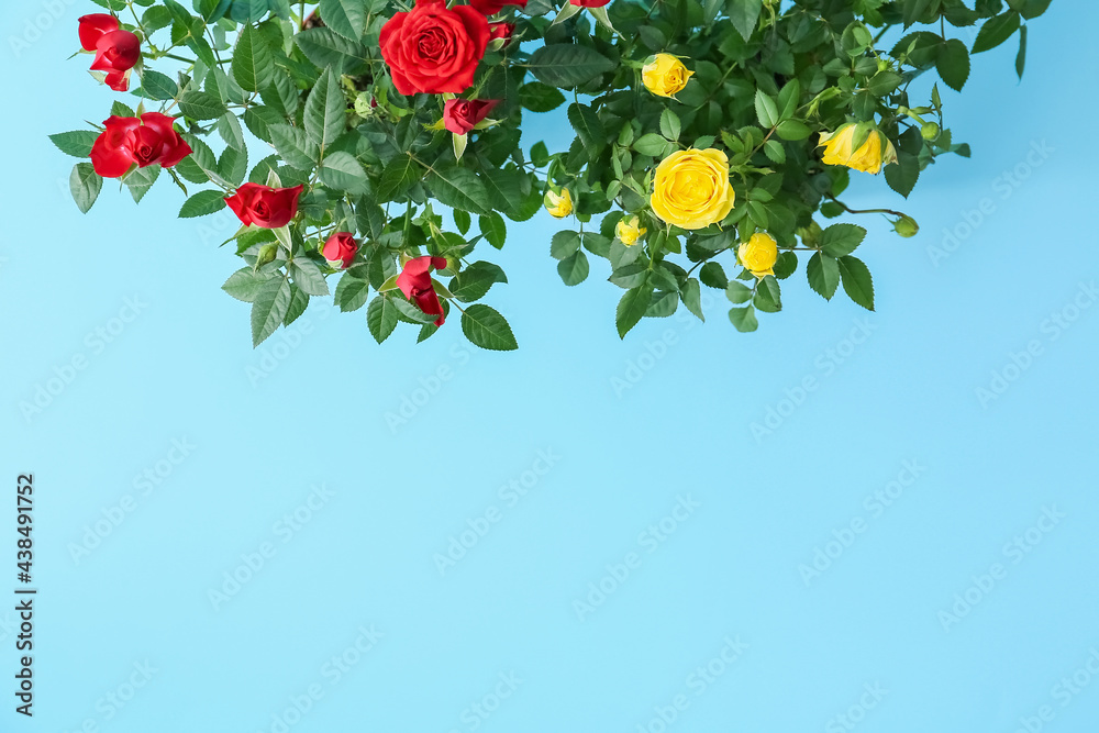 Beautiful roses in pots on color background