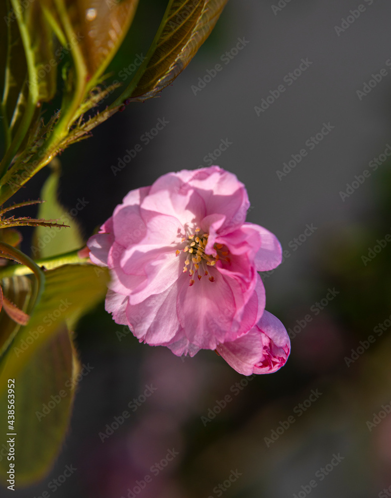 Beautiful blooming sakura branches in sunny light. Pink sakura flowers on tree in springtime