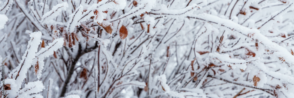 灌木树枝上的雪和雾凇冰。美丽的冬季背景，树枝上覆盖着hoa