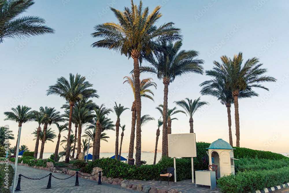 Tall palm trees against the blue sky in evening light.