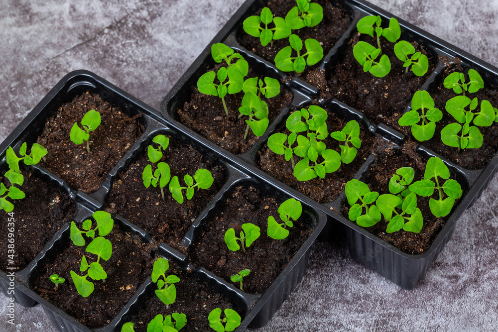 Close-up of green seedling. germinated sprouts.