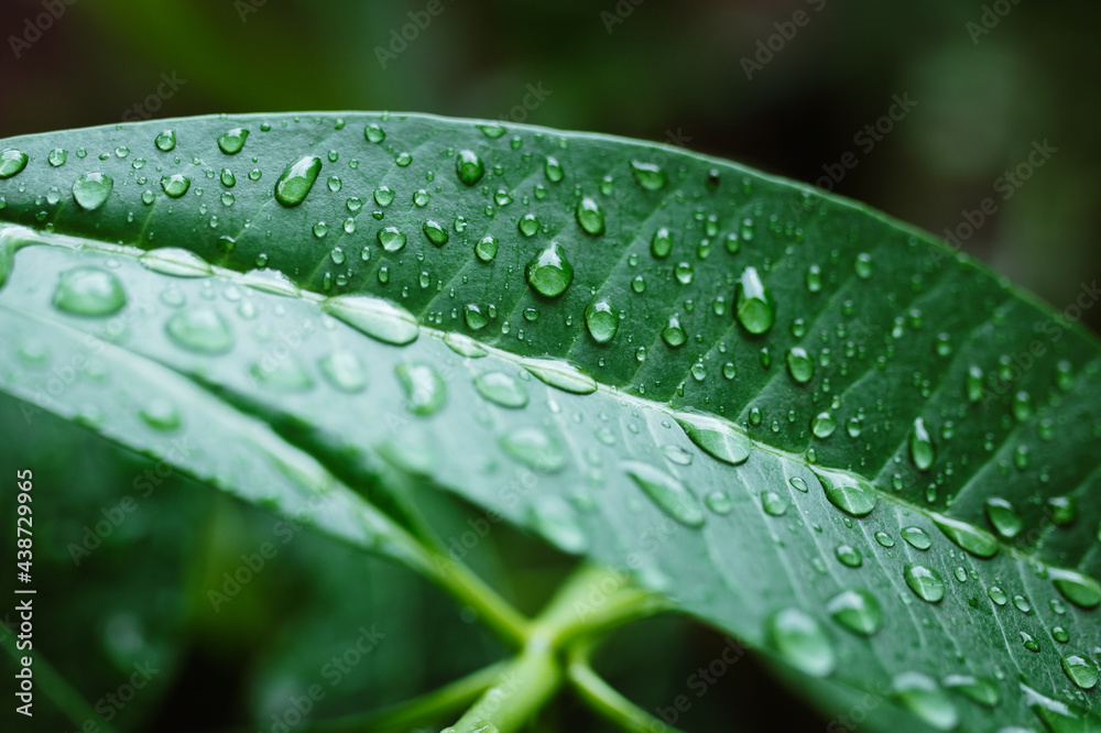 雨季带水滴的绿叶背景。自然背景。选择性聚焦。下雨