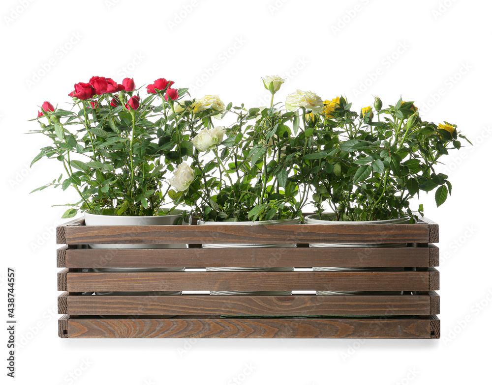 Beautiful roses in pots on white background