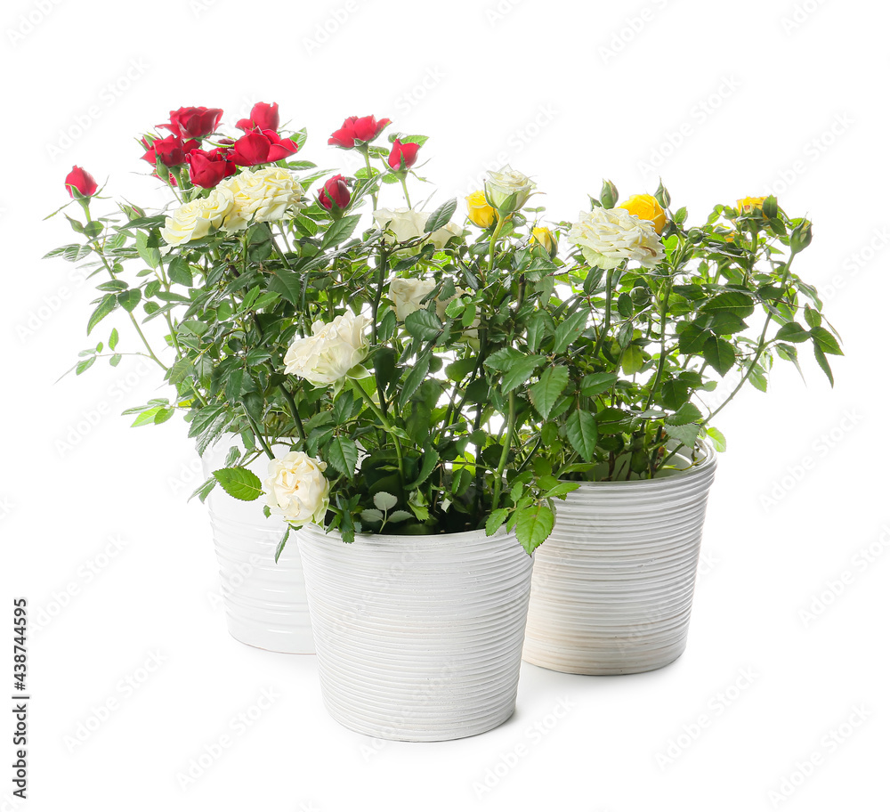 Beautiful roses in pots on white background