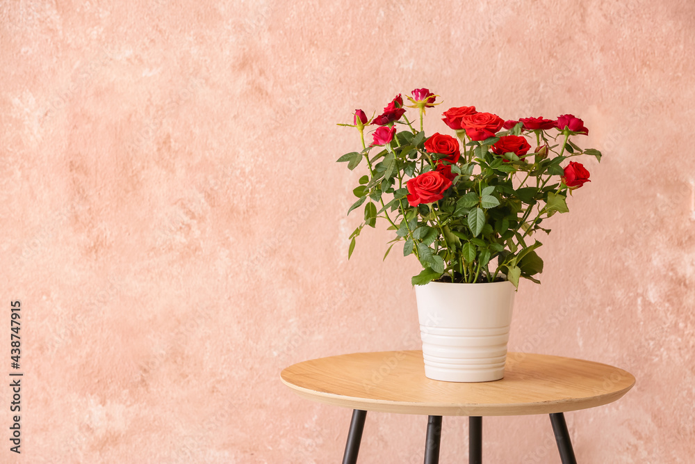 Beautiful red rose in pot on table near color wall