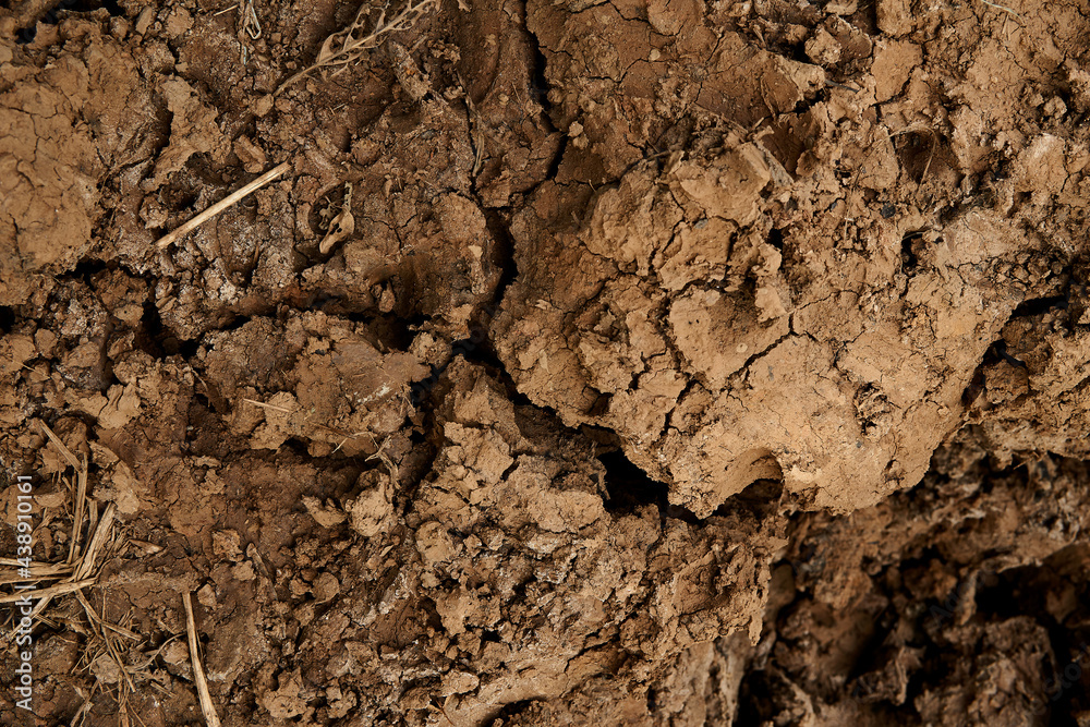 The sticky soil in the forest is dry, the soil breaks apart in the rainy season.