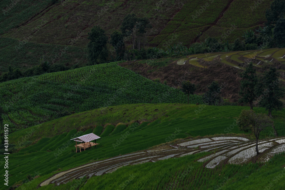 Bright cottage from sunlight in an evening in a rice terrace