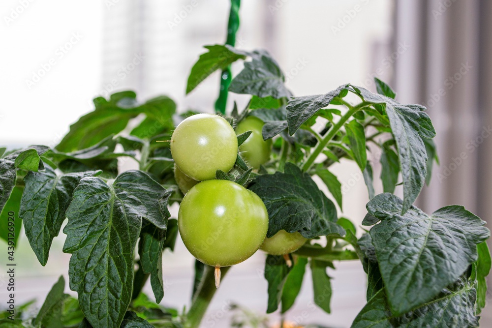 Green tomato (cherry) plant