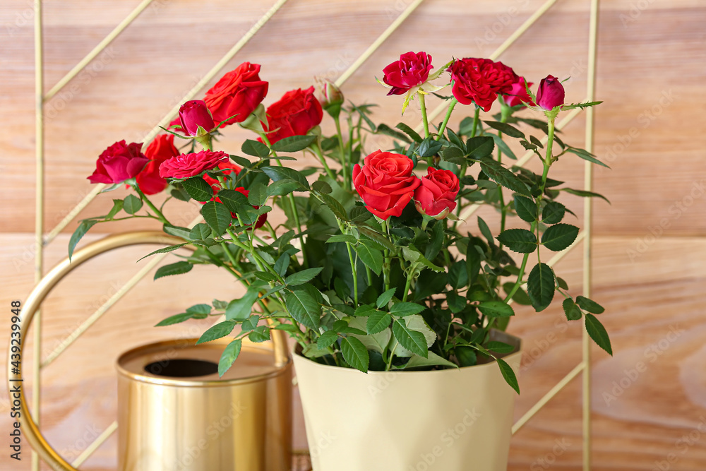 Beautiful red roses in pot near wooden wall