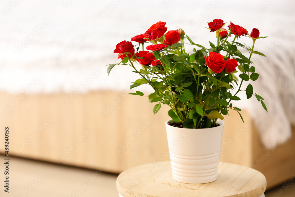 Beautiful red roses in pot on table