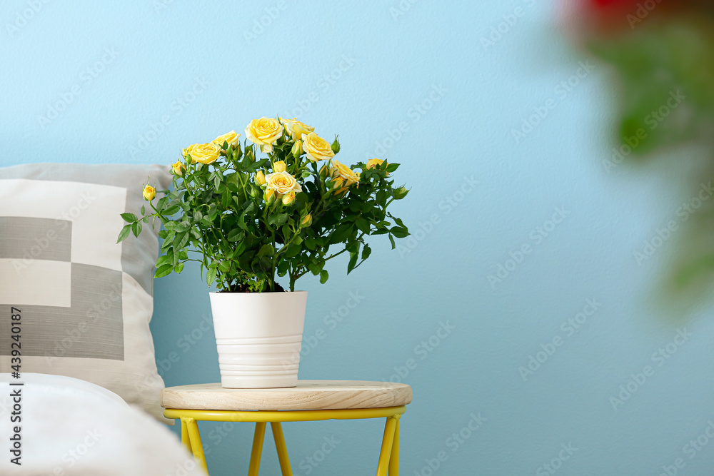 Beautiful yellow roses in pot on bedside table near color wall