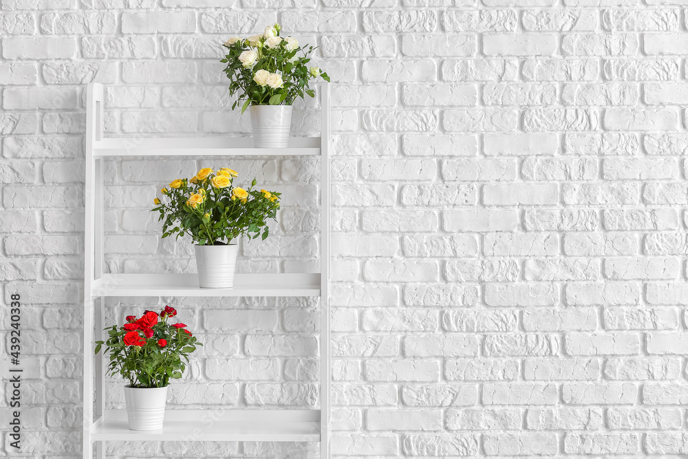 Beautiful roses in pots on shelves near brick wall