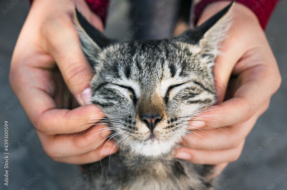 与流浪猫玩耍的女人