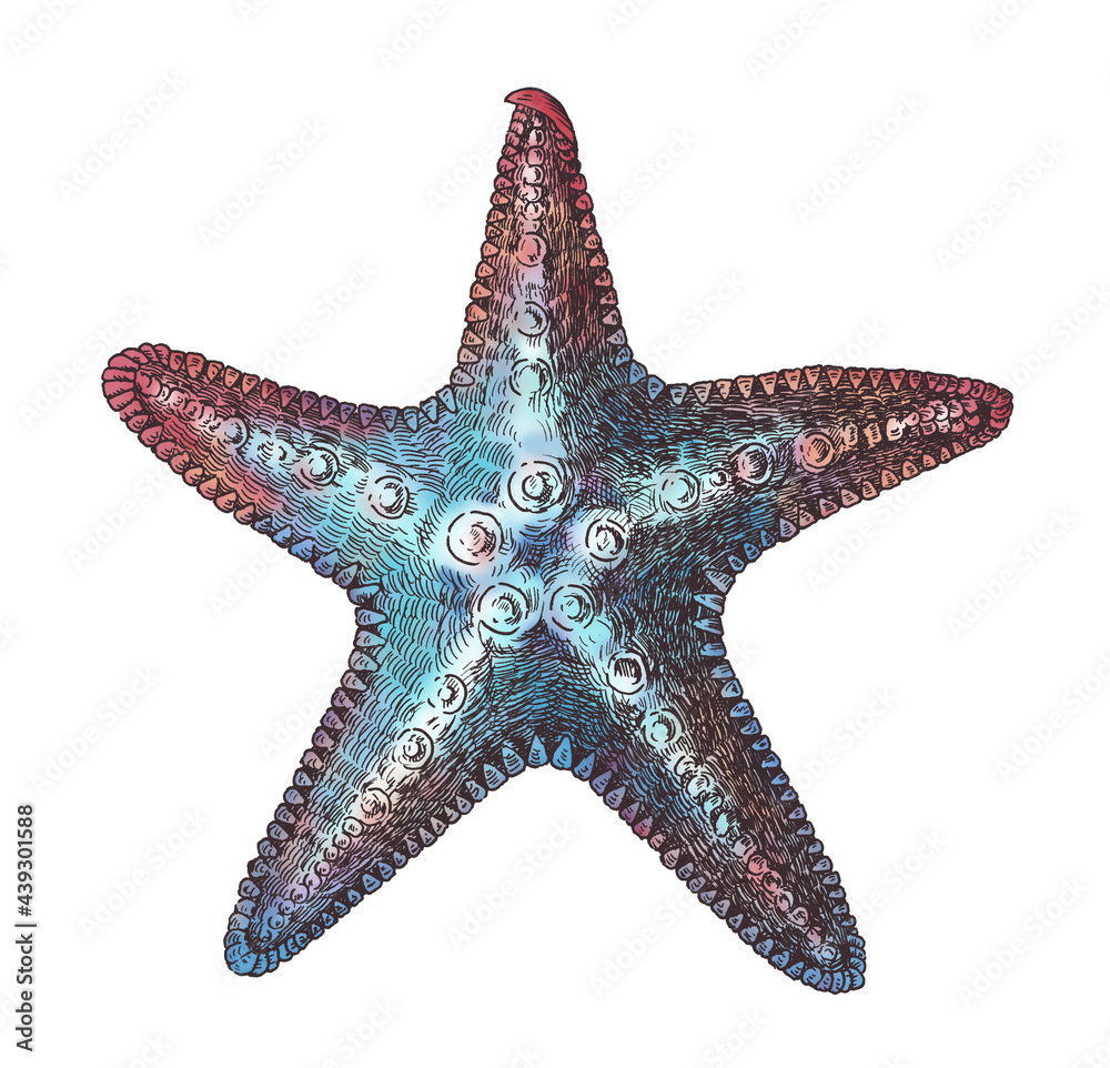 Hand drawn sea starfish isolated