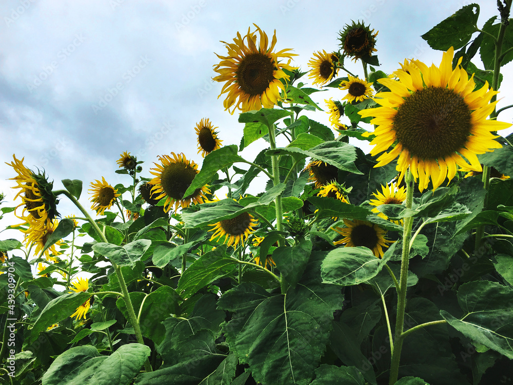 Sunflower Beautiful Attractive Nature Peaceful Concept