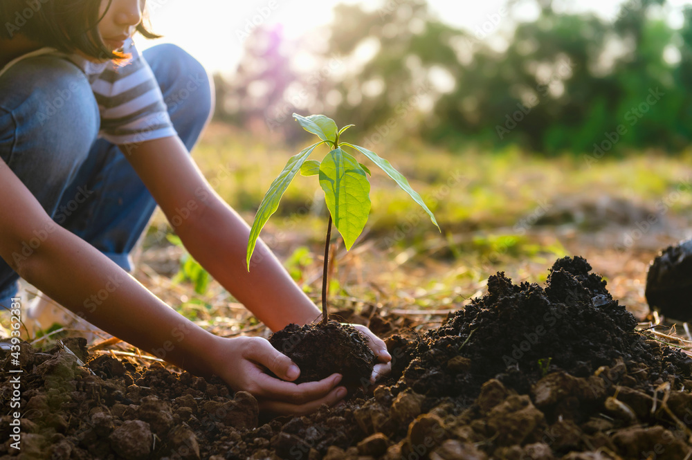 close up hand children planting tree in garden for save world. eco environment concept