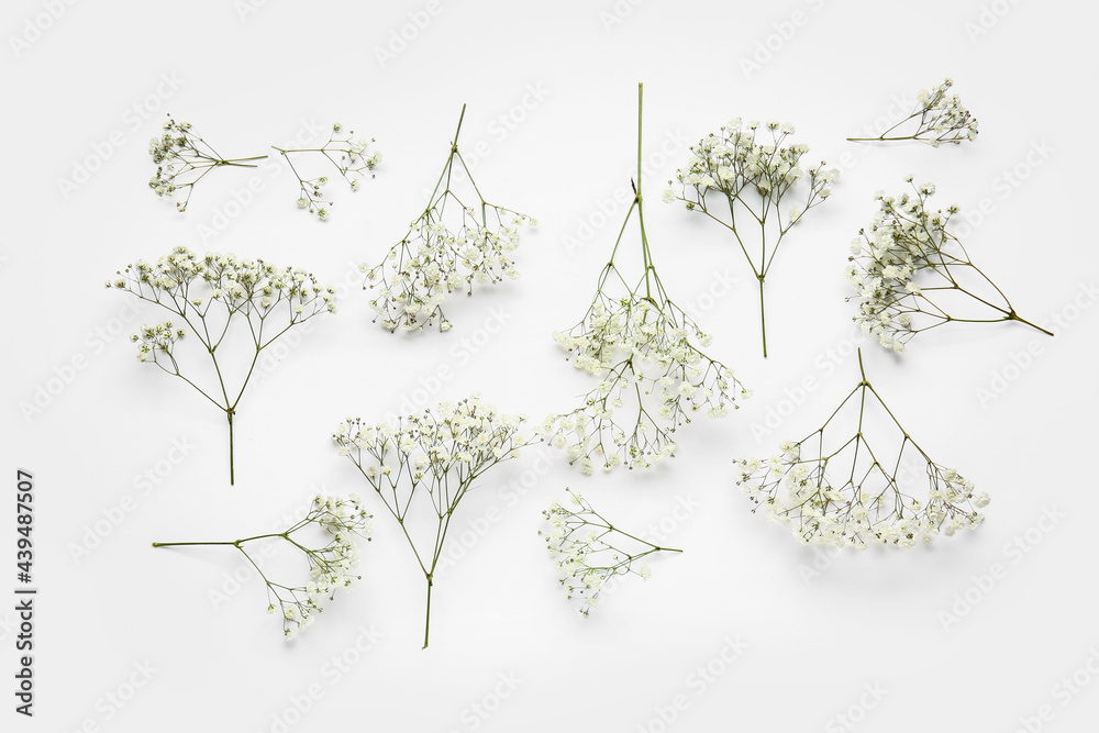 Beautiful gypsophila flowers on white background