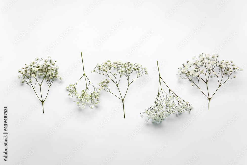 Beautiful gypsophila flowers on white background