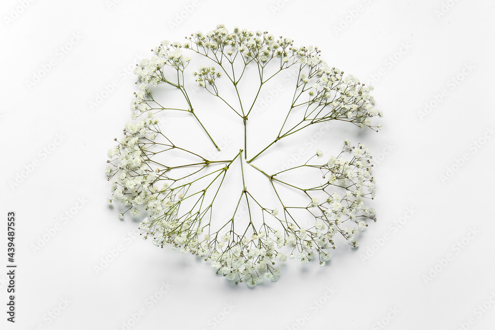 Beautiful gypsophila flowers on white background