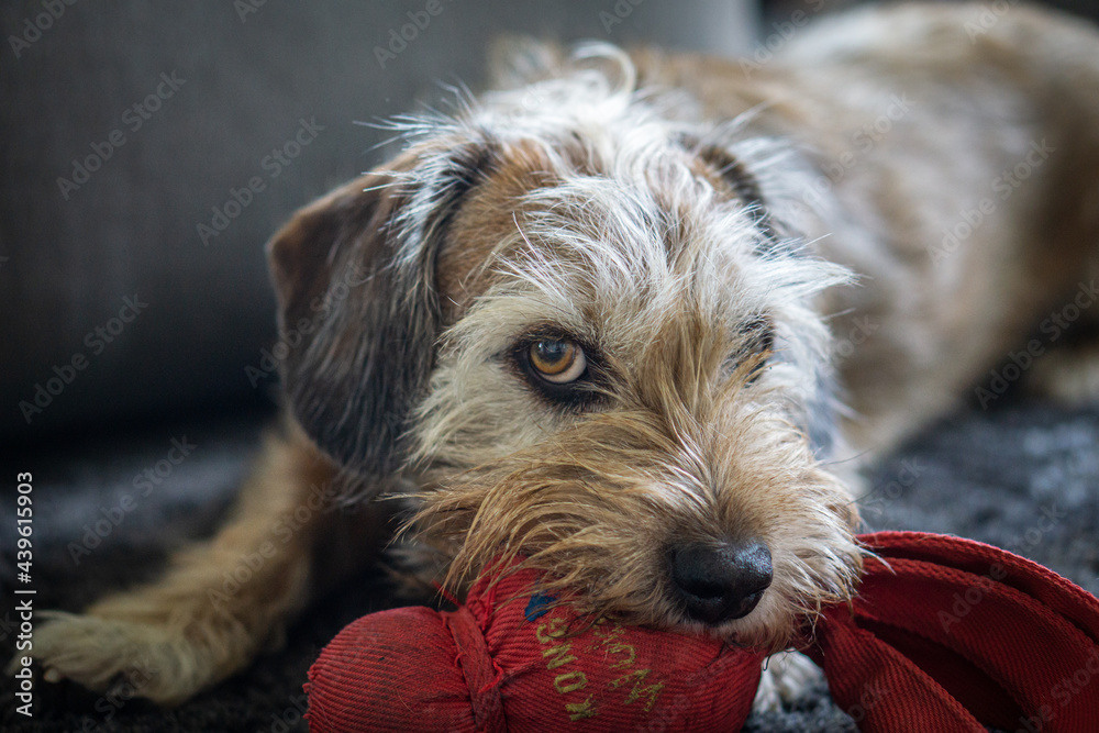 Hund am spielen