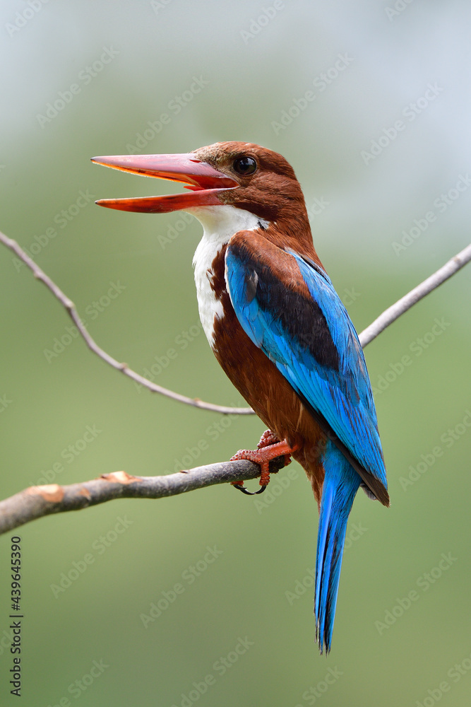 white-throated kingfisher perching on thin branch expose against coming strong light in its daily ha