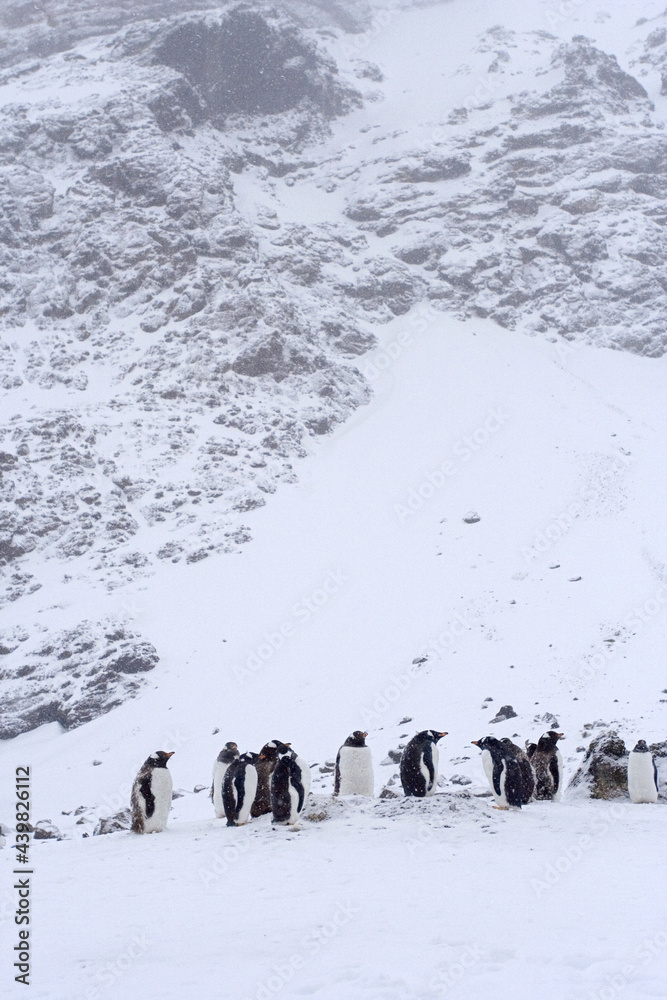 Gentoo Penguin, Ezelspinguïn, Pygoscelis papua