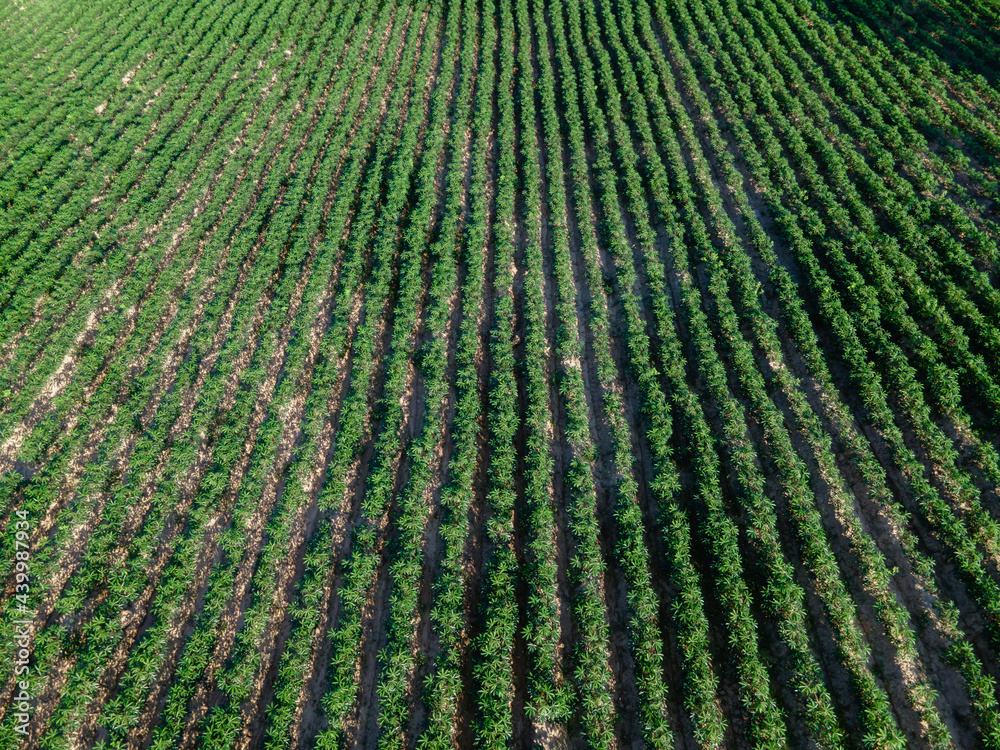 Top view of row of cassava tree in field. Growing cassava, young shoots growing. The cassava is the 