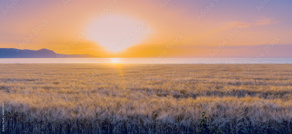 色彩缤纷的日落中大麦田的全景。柔和的焦点，阳光灿烂