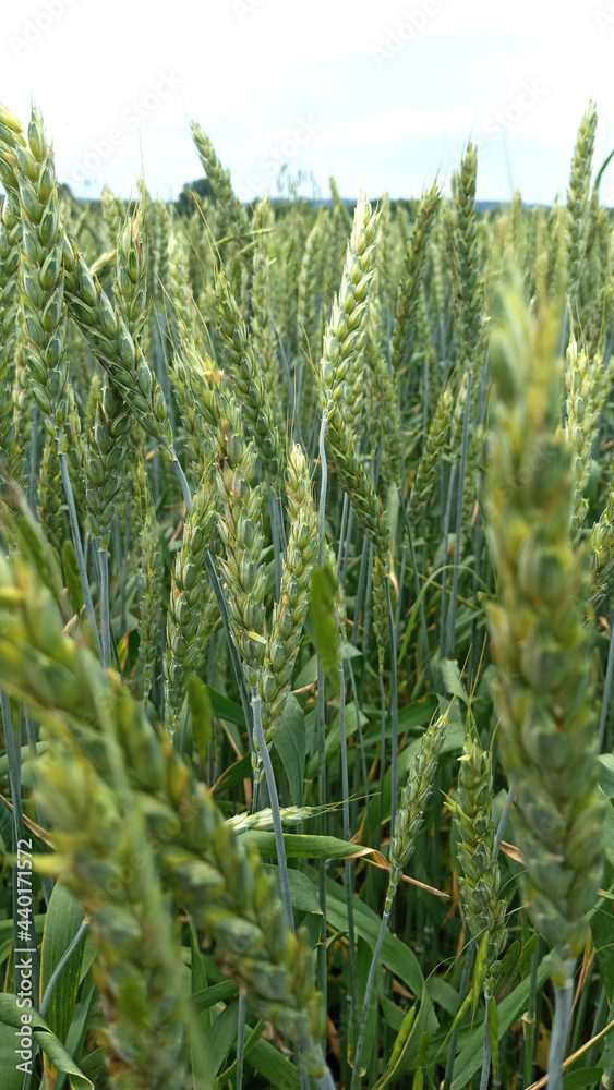 Abstract green wheat background close-up. Fields, bloom