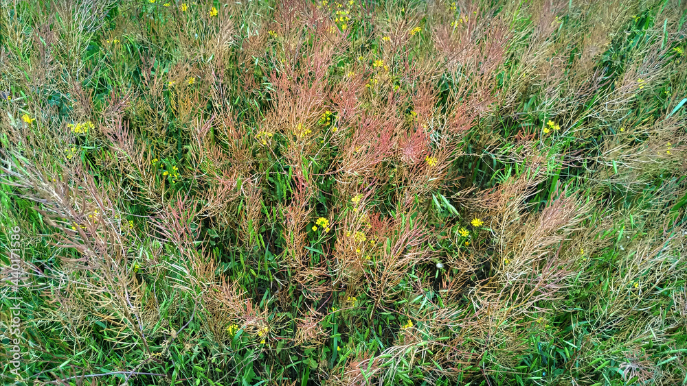 Wildflowers in the meadow.