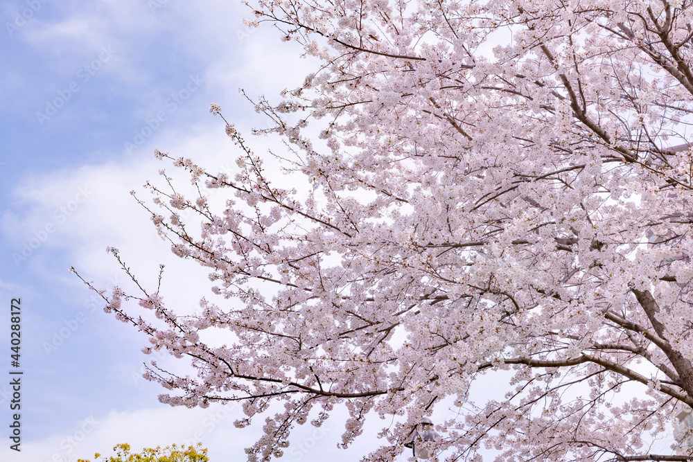 ピンク色が綺麗な満開の桜の花