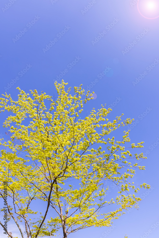 太陽の光が当たる瑞々しい新緑の木