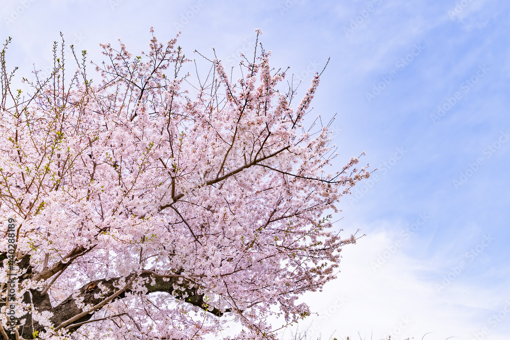 ピンク色が綺麗な満開の桜の花