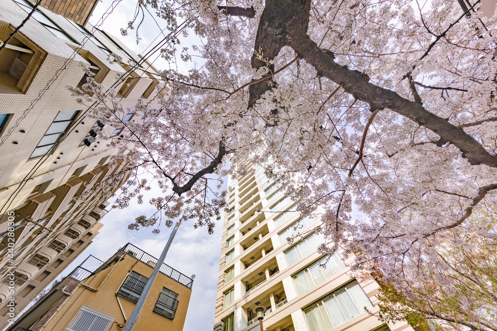 都会に咲く満開の桜の花